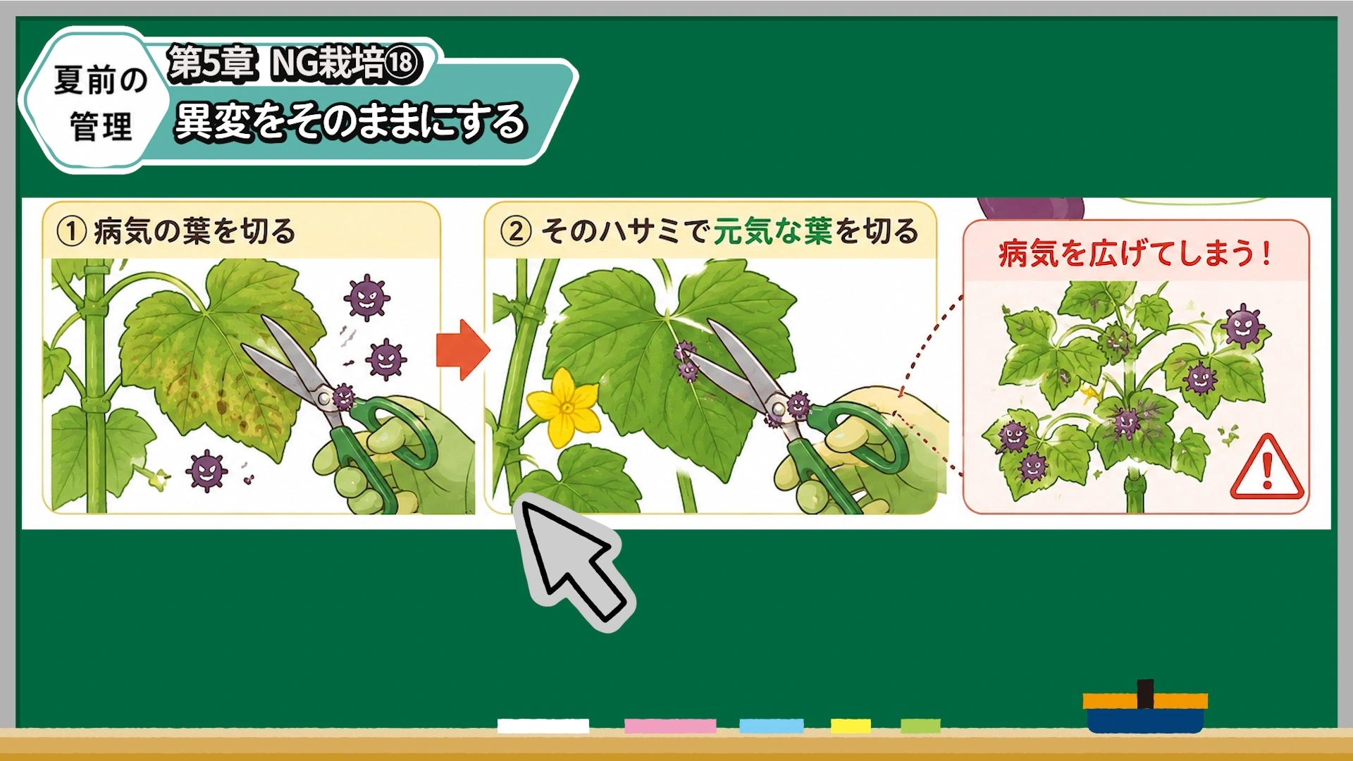 キュウリの葉の初期症状を見逃さず病気の葉を摘む画像