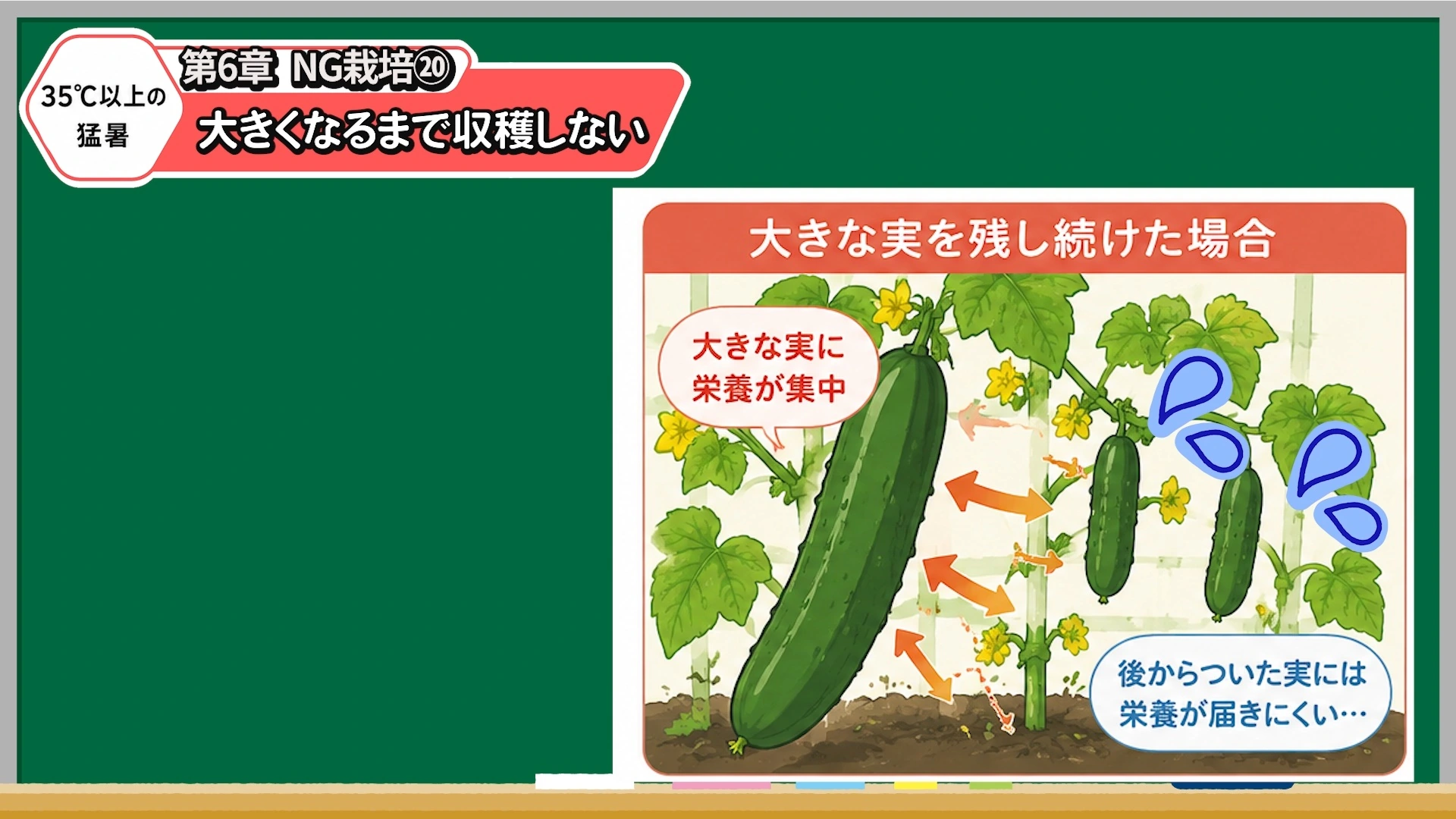 大きくなりすぎたキュウリを残すと株が消耗することを解説する画像