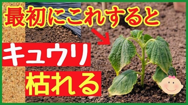 キュウリの苗選びと植え付けで枯れる原因を解説する第1章の動画