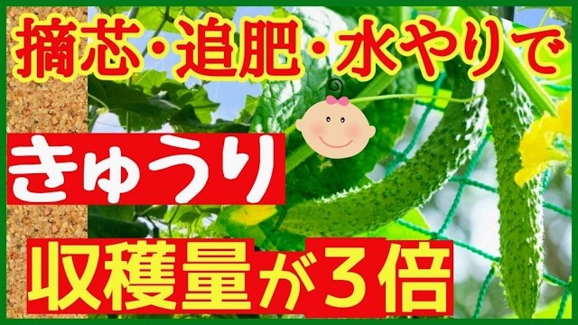 キュウリの親づる摘芯と追肥と水やりを解説する第3章の動画