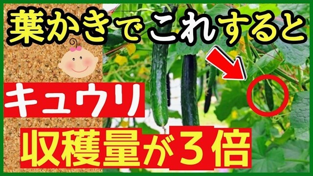 キュウリの摘芯後の葉かきを解説する第4章の動画