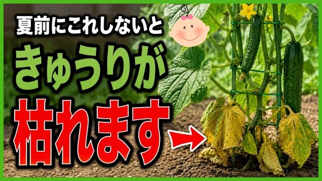 夏前にキュウリが枯れる原因と暑さと乾燥と病気対策を解説する第5章の動画