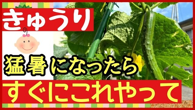 35度以上の猛暑でキュウリを枯らさない対策を解説する第6章の動画