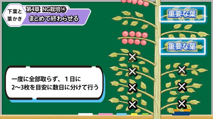 トマトの葉を一度に取りすぎない方法を解説する画像