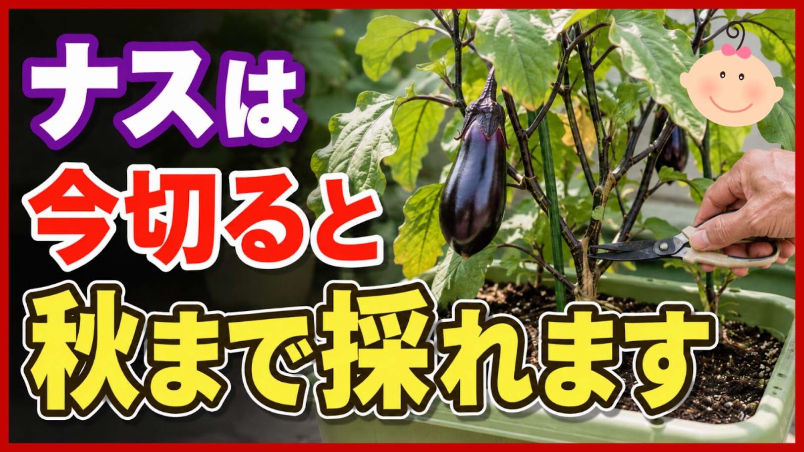 弱ったナスが復活！更新剪定はいつ？枝切り・根切り・追肥で秋ナスを長く収穫