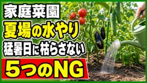 家庭菜園の夏場の水やりで避けたい猛暑日の5つのNGを伝えるアイキャッチ