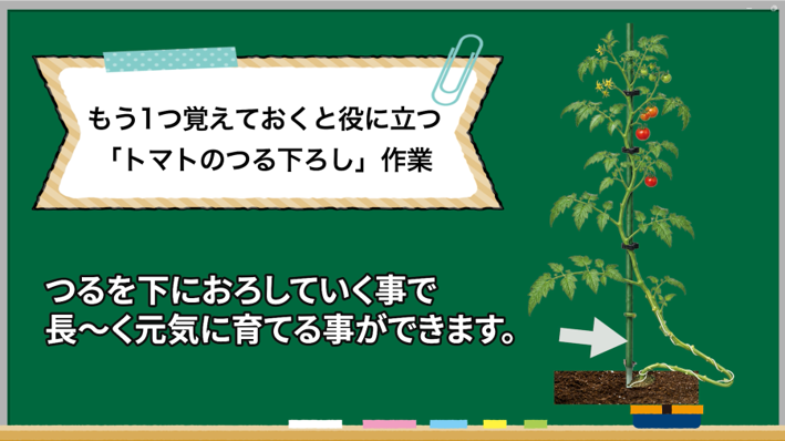 トマトを長く元気に育てるためのつる下げ管理