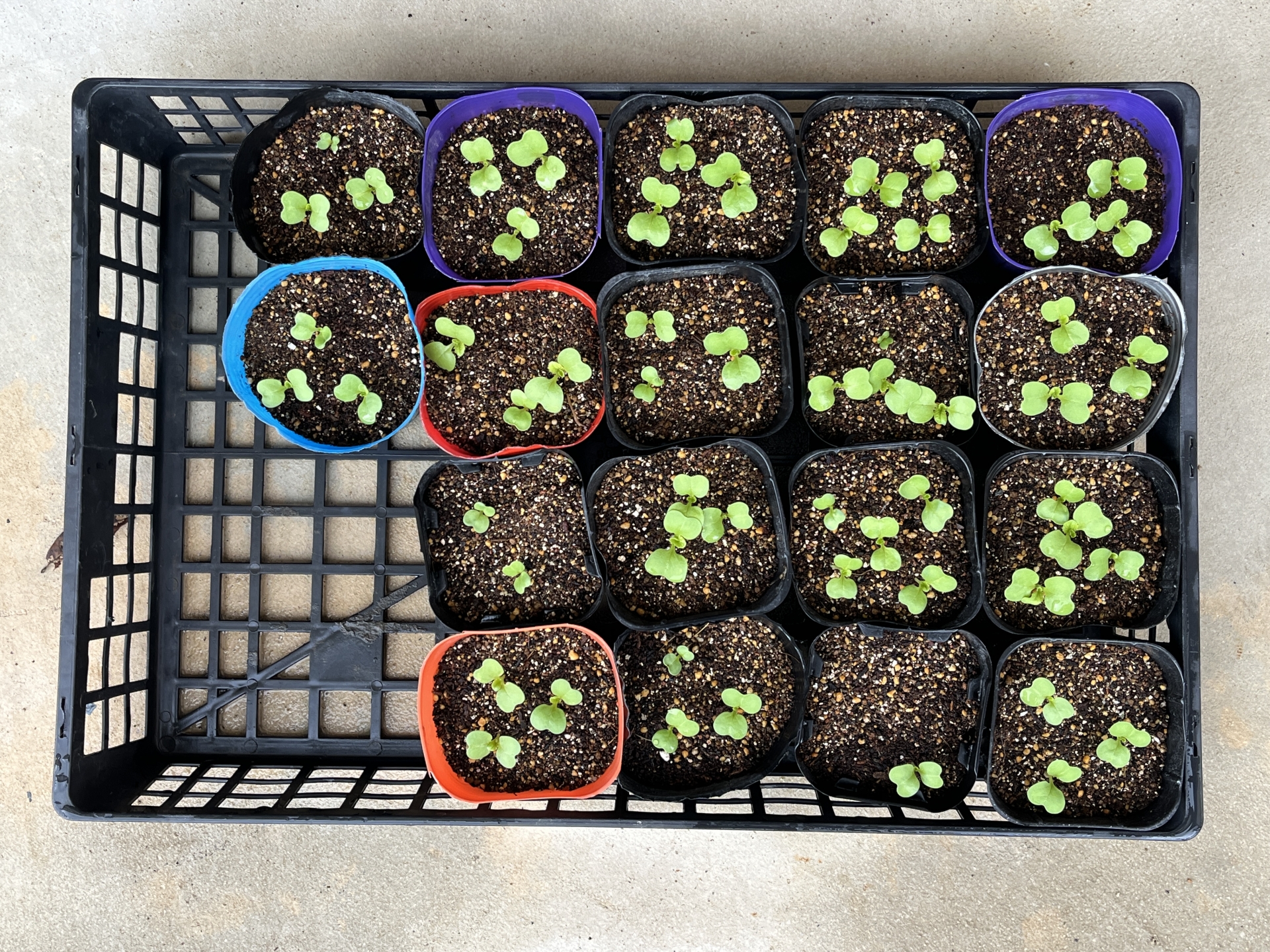 土から芽を出したばかりの白菜の双葉