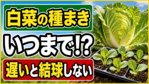 白菜の種まきはいつまでかを解説する記事のアイキャッチ