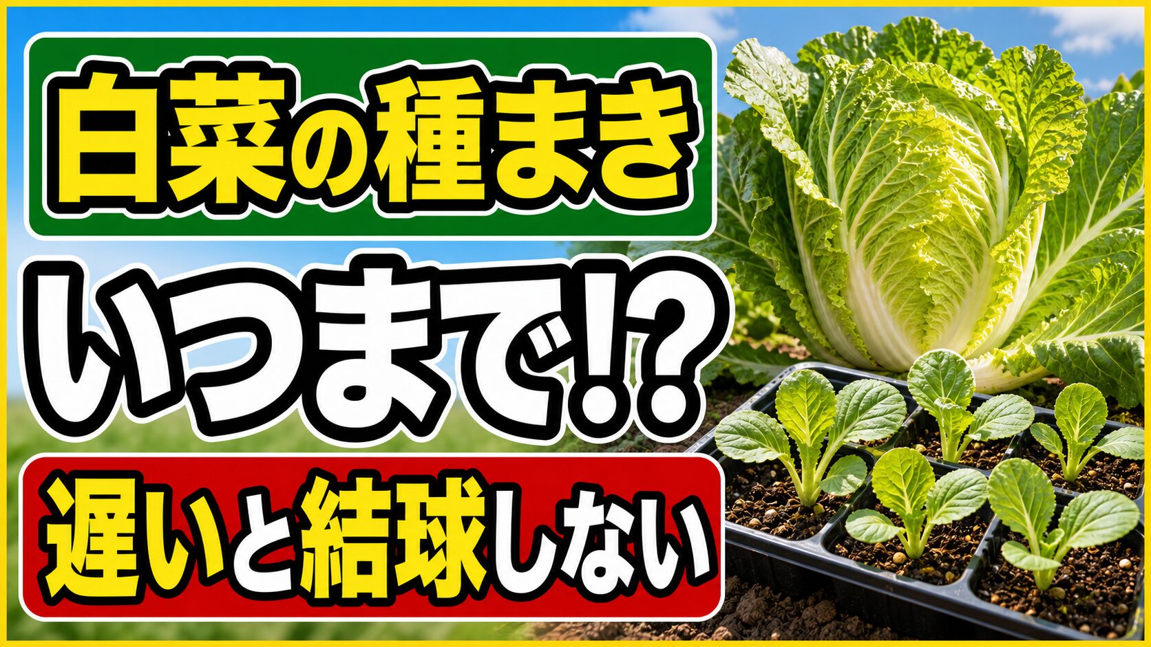 白菜の種まきはいつまで？8月・9月の適期と遅まきで結球しない理由｜庭