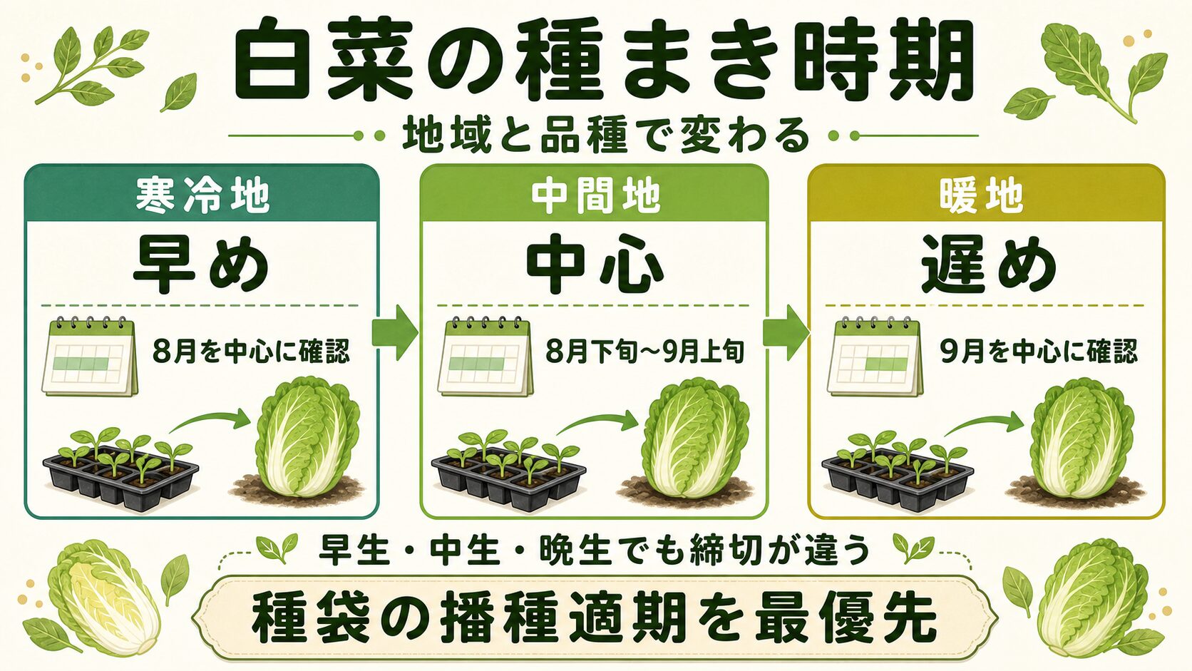寒冷地、中間地、暖地と白菜の品種別の種まき判断