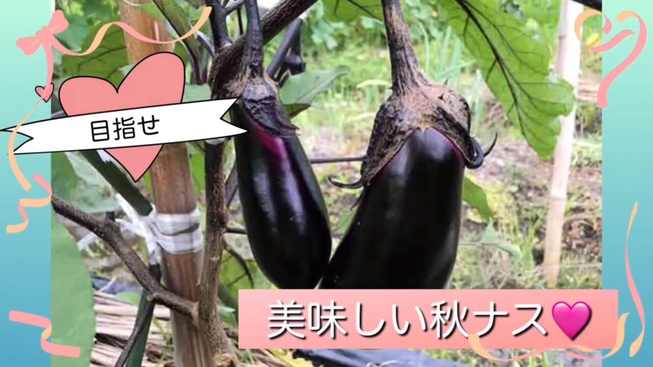 更新剪定後に収穫を目指すツヤのある秋ナス