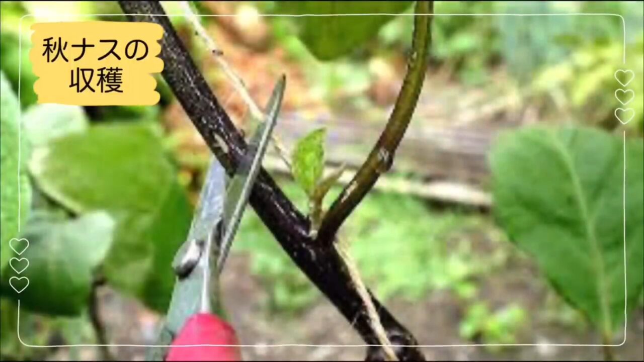 ナスの更新剪定で枝を半分ほどに切る位置