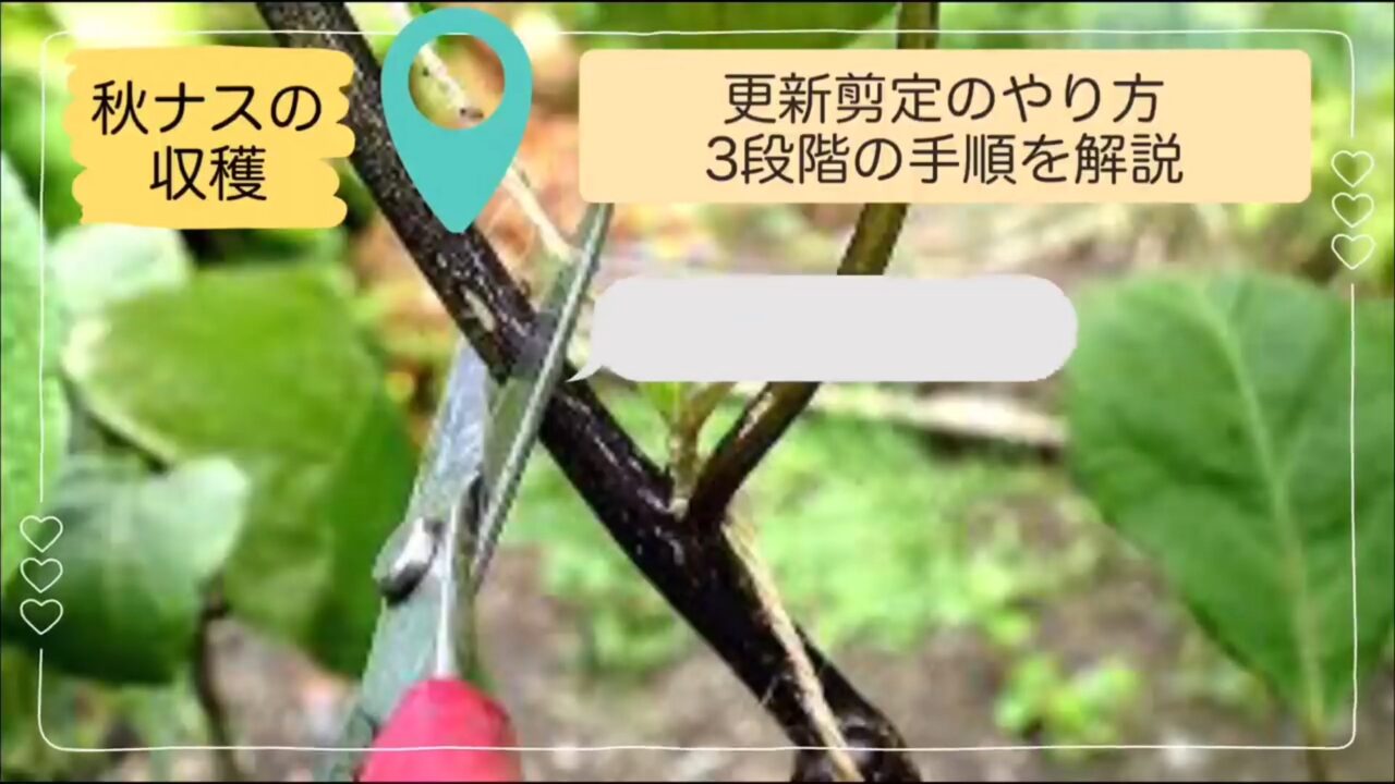 ナスの更新剪定を枝切り・根切り・追肥の3段階で行う説明