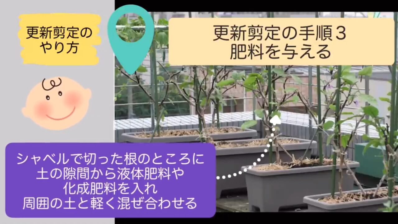 ナスの更新剪定で根切りした場所へ追肥する手順