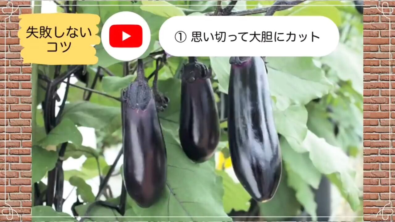 更新剪定後に収穫を目指す元気なナス