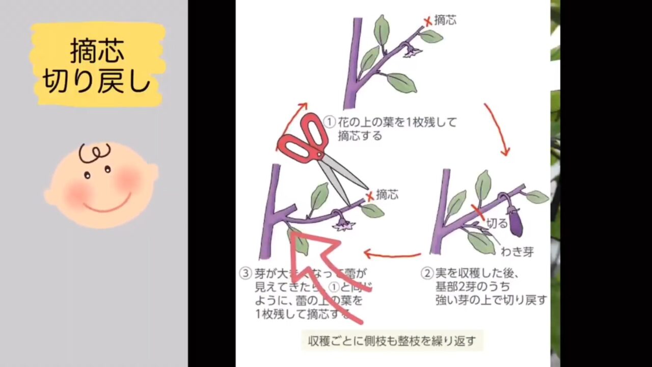 ナスの一枝一果法で摘芯と切り戻しを行う位置