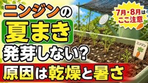 ニンジンの夏まきで発芽しない原因は乾燥と暑さと伝えるアイキャッチ画像
