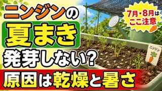 ニンジンの夏まきで発芽しない原因は乾燥と暑さと伝えるアイキャッチ画像