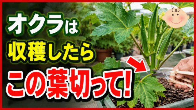 オクラを収穫したあとに切る下葉の位置を解説するアイキャッチ