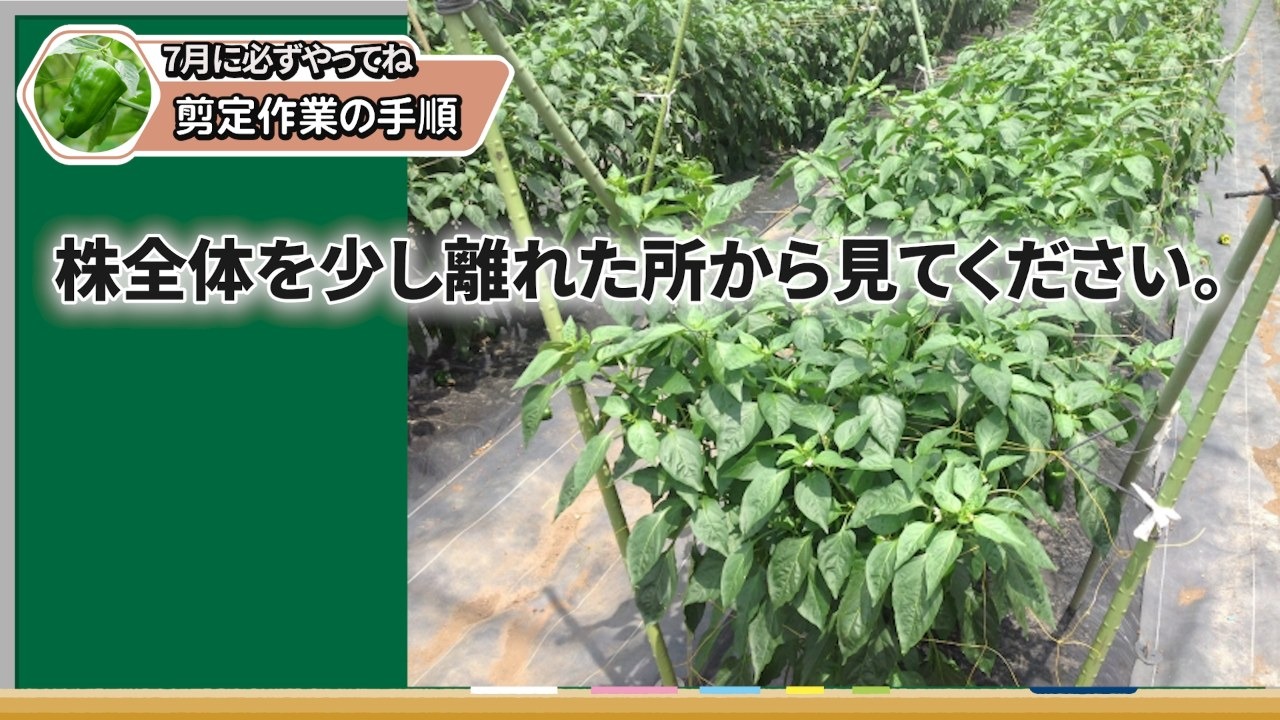 剪定前にピーマンの株全体を少し離れて見る場面