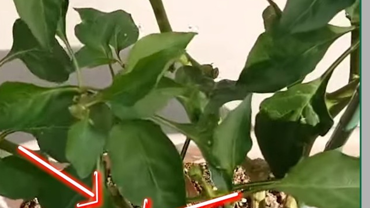 ピーマンの内側に伸びる枝を確認する動画場面