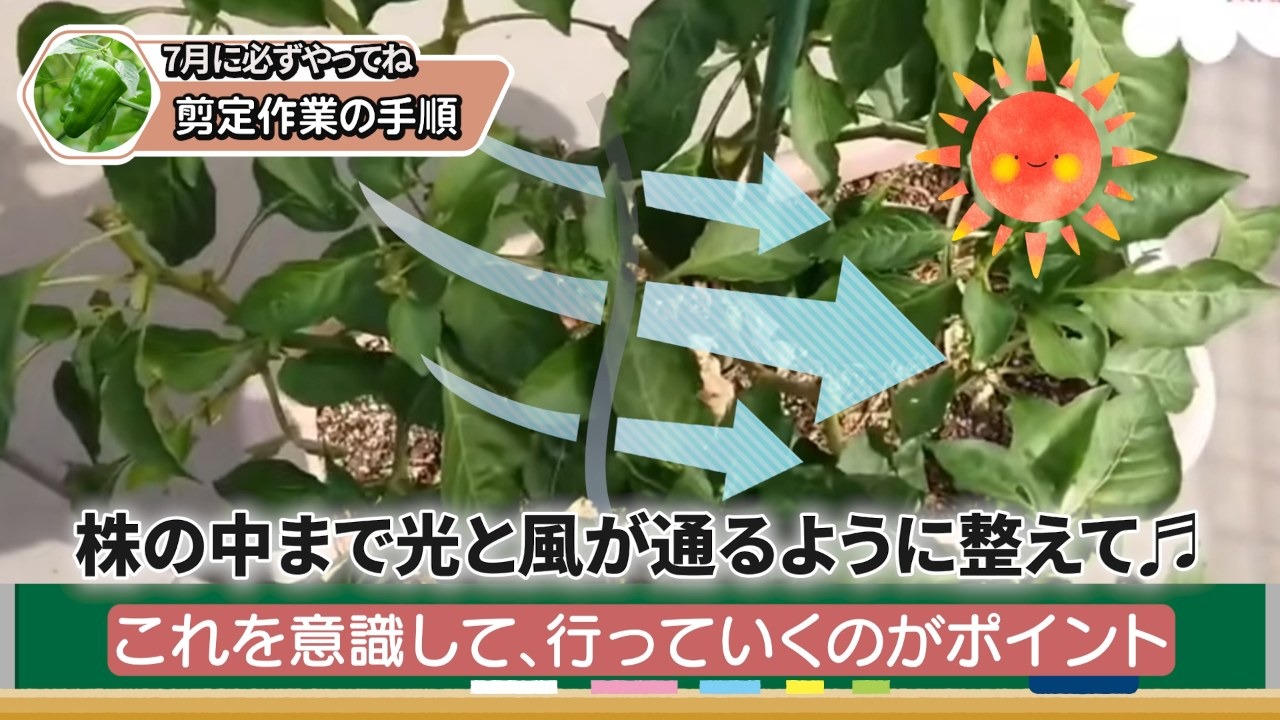 ピーマンの株の中まで光と風が通るように整える場面