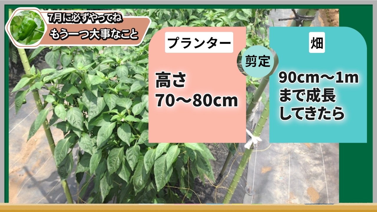ピーマンの伸びすぎた枝を切る高さ目安