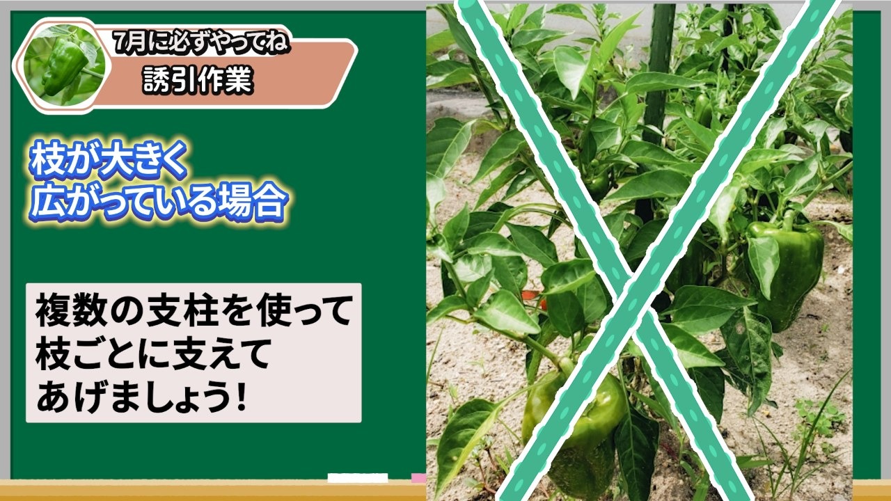 ピーマンの枝が広がる場合に複数の支柱で支える図解