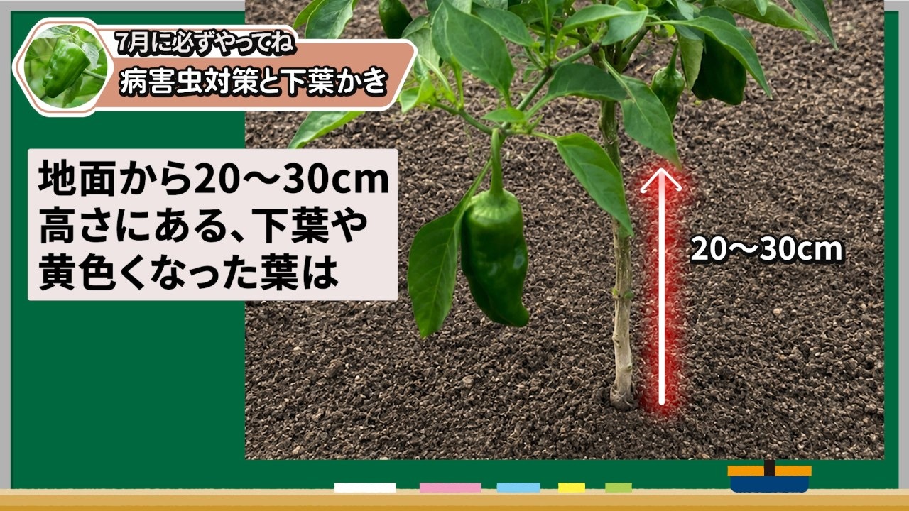 ピーマンの下葉かきは地面から20から30cmが目安という説明場面