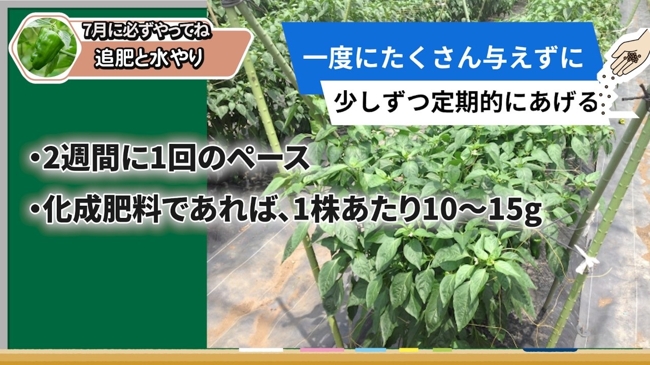ピーマンの追肥量は2週間に1回10から15gが目安という説明場面