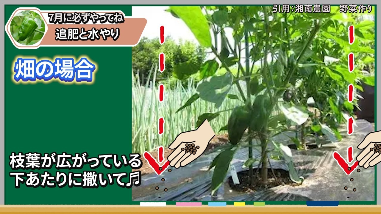 畑のピーマンで枝葉が広がる下あたりに追肥する場面