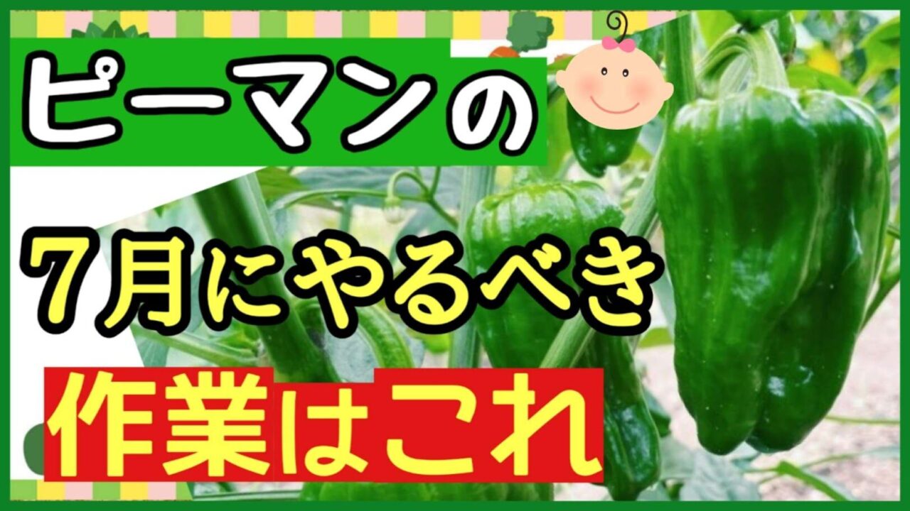ピーマンの7月にやるべき作業を説明するアイキャッチ画像