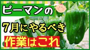 ピーマンの7月にやるべき作業を説明するアイキャッチ画像