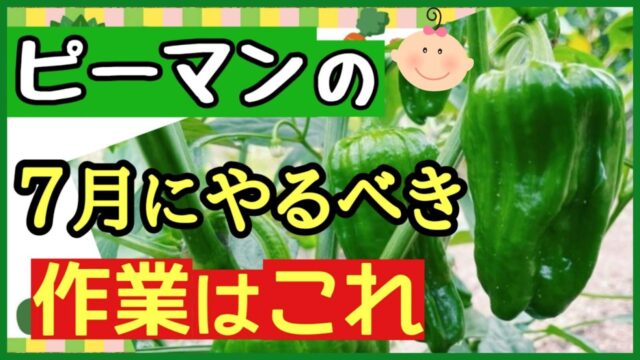 ピーマンの7月にやるべき作業を説明するアイキャッチ画像
