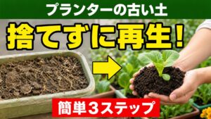 プランターの古い土を簡単3ステップで再生する方法