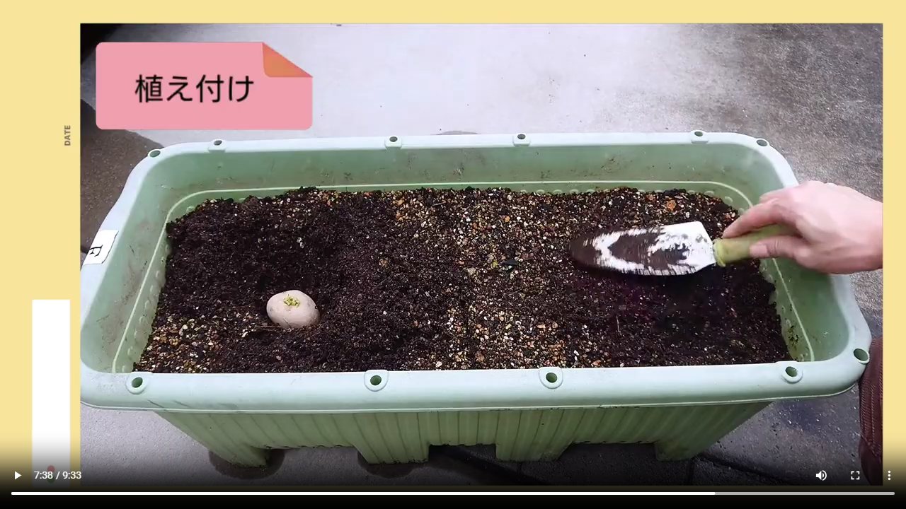 プランターの土に秋ジャガイモの種イモを置いて植え付けている手元
