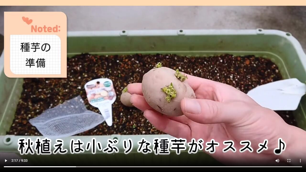 プランターの上で芽が出た小さめの秋ジャガイモの種イモを持つ手