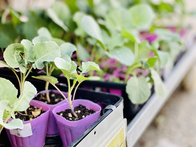 畑へ植え付ける前のスティックブロッコリーのポット苗