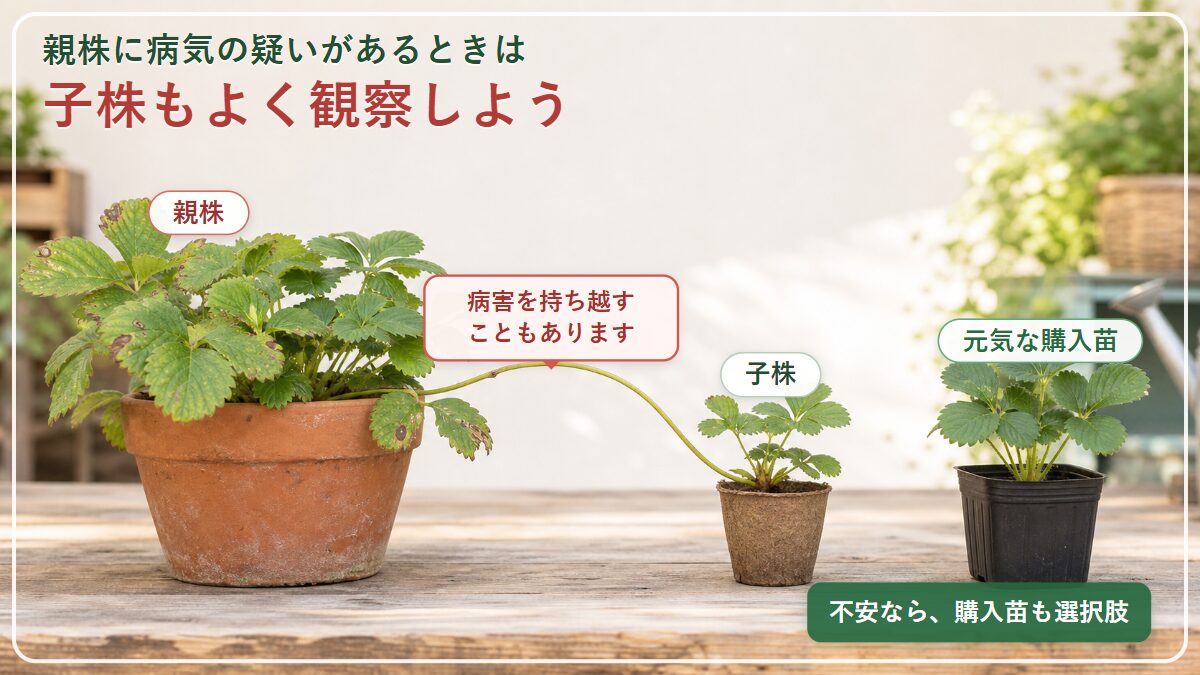 病気が疑われるイチゴの親株から子株へ病害を持ち越す可能性と、健全苗を選ぶ考え方