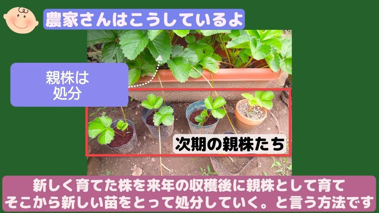 親株から取った若いイチゴ苗を次の親株として育てる更新方法
