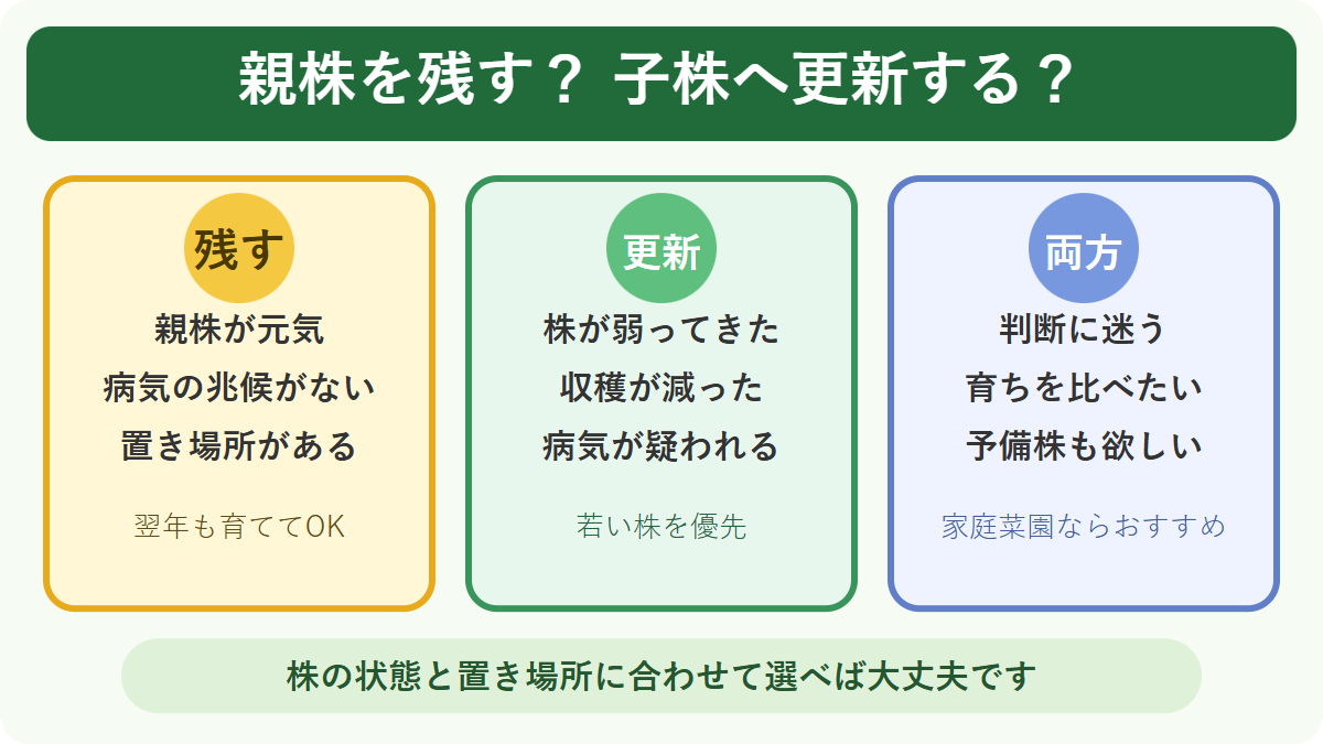 イチゴの親株を残す、子株へ更新する、両方育てる判断基準