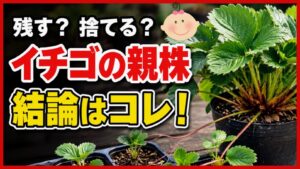 イチゴの親株を残すか捨てるか、苗取り後の管理と株更新を解説するアイキャッチ