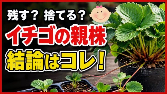 イチゴの親株を残すか捨てるか、苗取り後の管理と株更新を解説するアイキャッチ