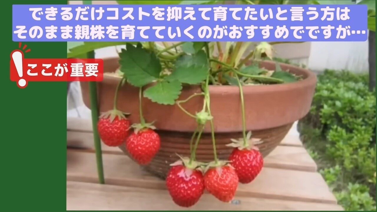 鉢植えのイチゴの親株に赤い実が複数ついている様子