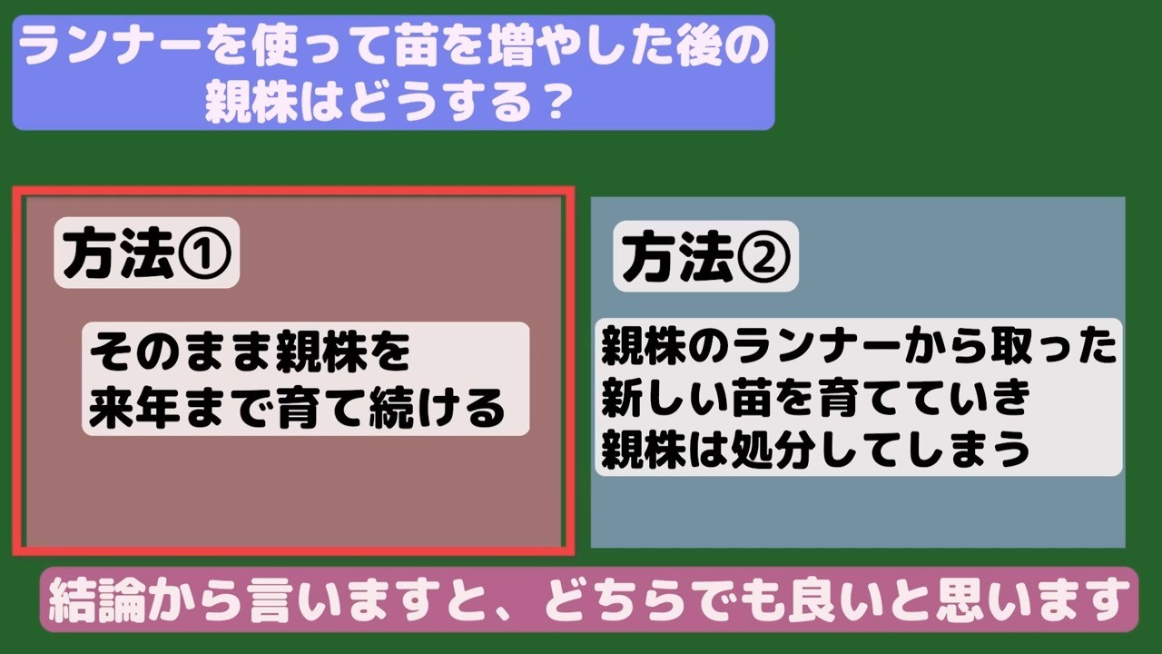 イチゴの親株を翌年まで残す方法と、子株へ更新して親株を処分する方法