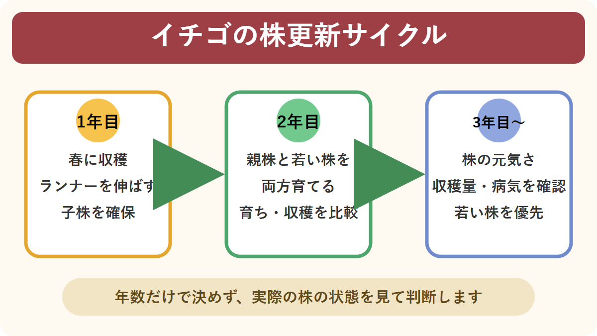 イチゴの1年目から3年目以降までの株更新サイクル