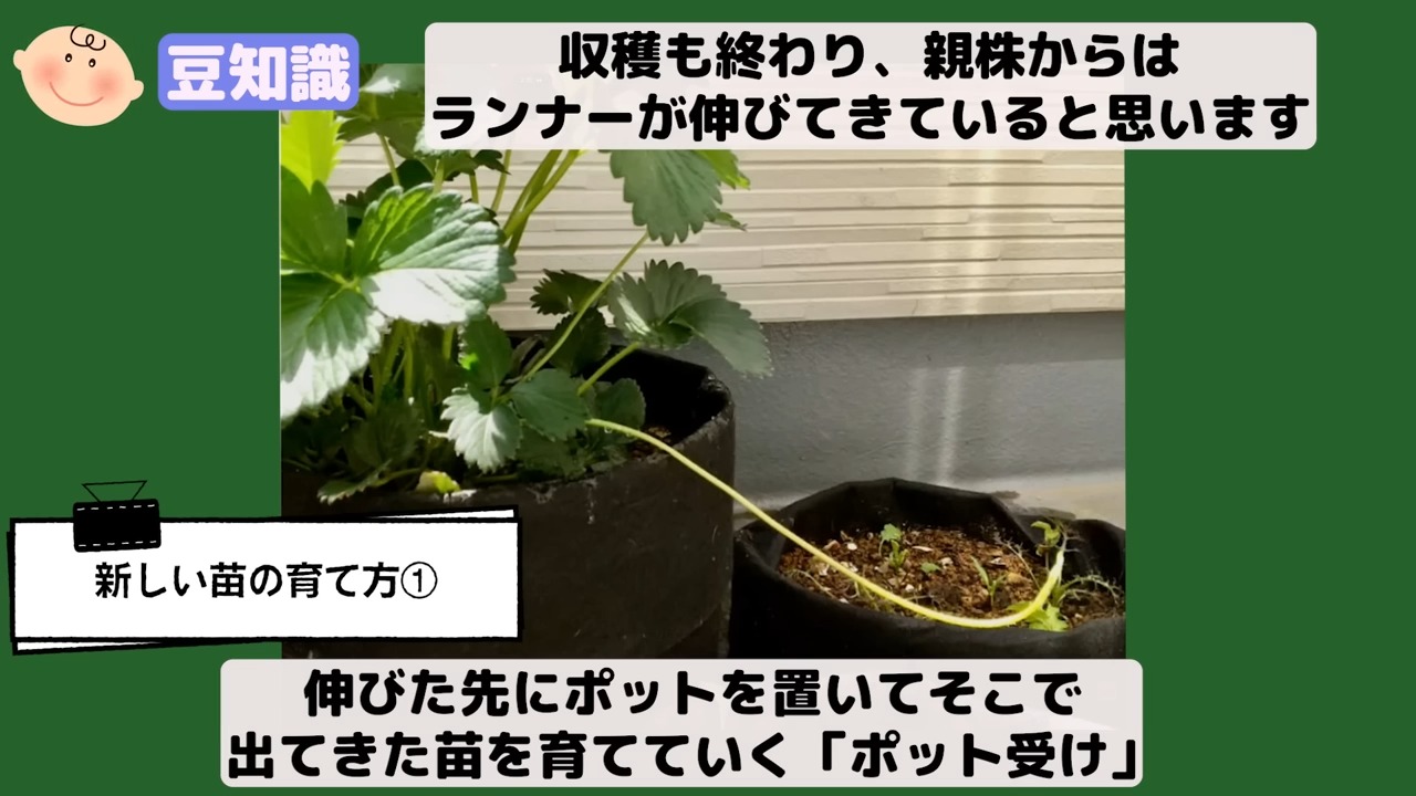 イチゴの親株から伸びたランナーを別のポットで受けて子株を育てる様子