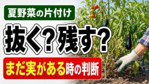 夏野菜の片付けで抜くか残すか迷う場面を表したアイキャッチ