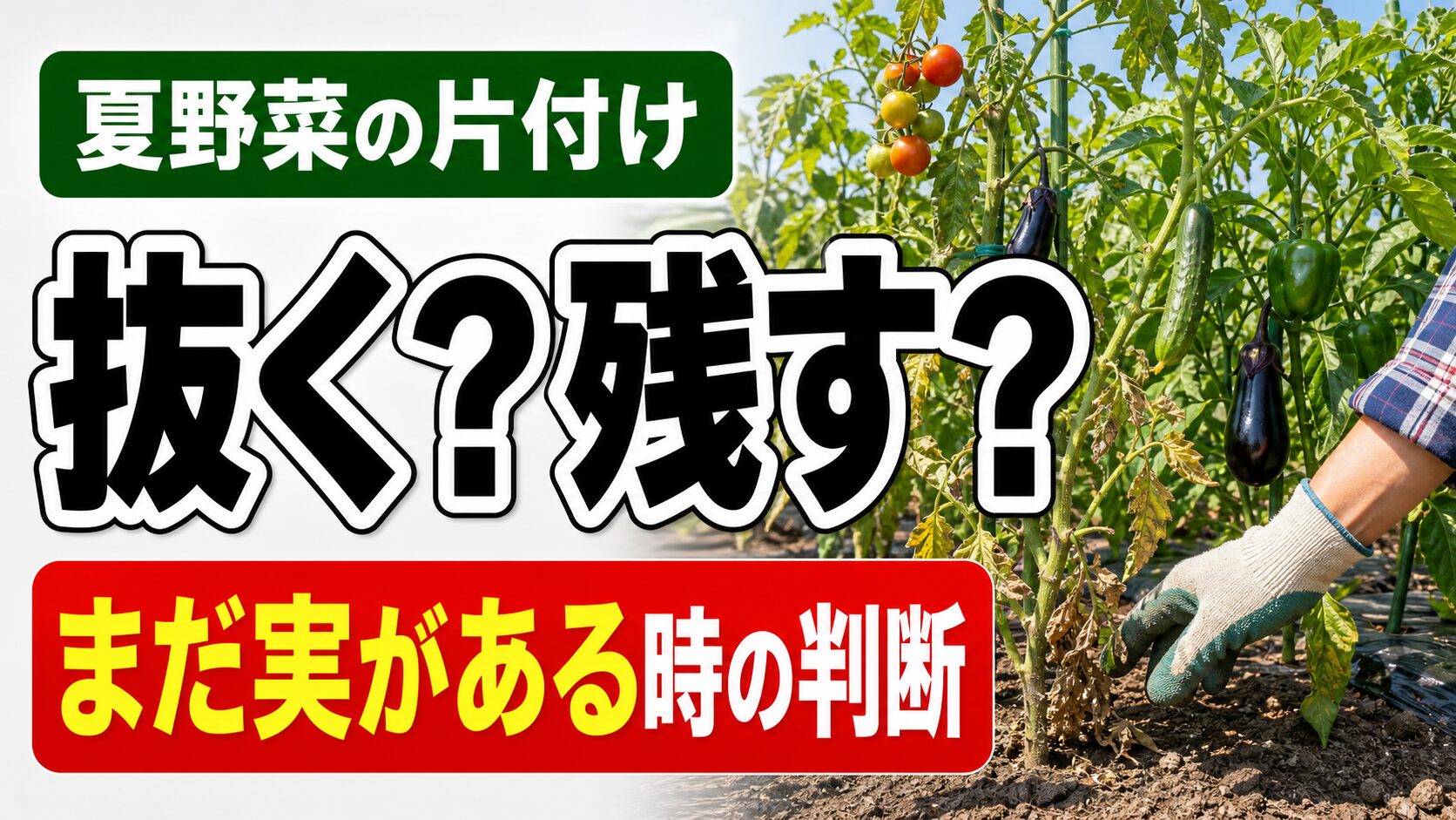 夏野菜の片付けで抜くか残すか迷う場面を表したアイキャッチ